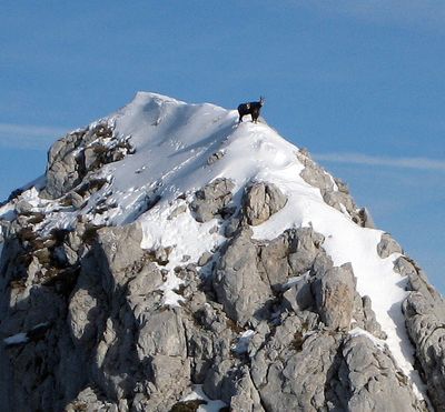 photo de chamois